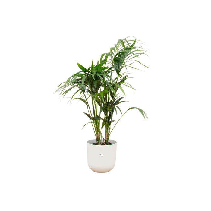 combi-deal-kentia-palm-inclusief-elho-jazz-round-wit-o26-130-cm