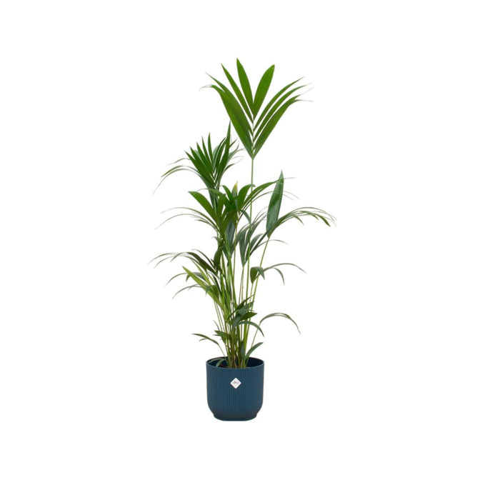 kentia-palm-inclusief-elho-vibes-fold-round-blauw-160cm-o30