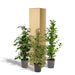 ficus-benjamina-danielle-95cm-o21cm-ficus-benjamina-twilight-95cm-o21cm-ficus-microcarpa-moclame-95cm-o21cm