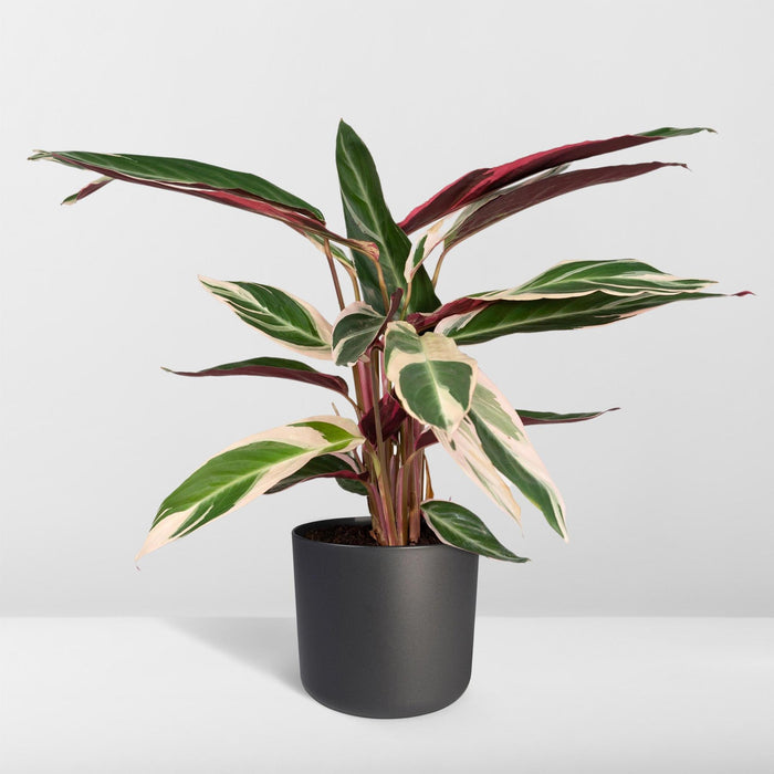 calathea-triostar-pauwenplant-70cm-o19