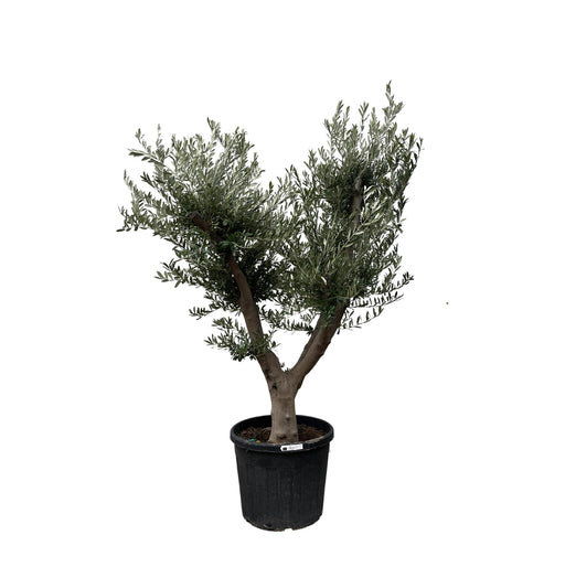 olea-europaea-cultivo-225cm-o60