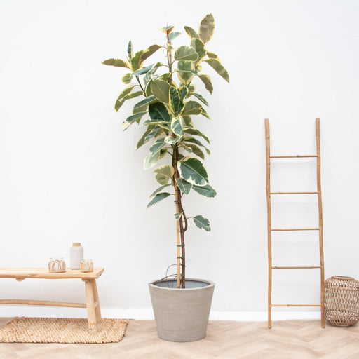 ficus-tineke-op-stam-220cm-o30