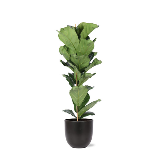 ficus-lyrata-o21cm-↕90cm-in-boule-antraciet-pot