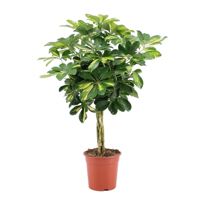 schefflera-arboricola-gold-capella-o19cm-↕75cm