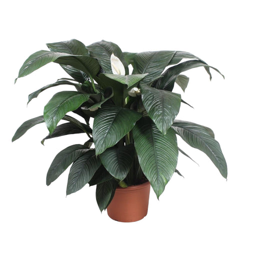 spathiphyllum-sensation-140-cm-o45