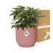 ficus-benjamina-kinky-in-elho-vibes-fold-14cm-roze