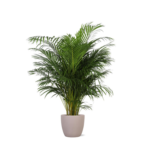 dypsis-lutescens-areca-palm-o27cm-↕160cm-in-boule-taupe-pot