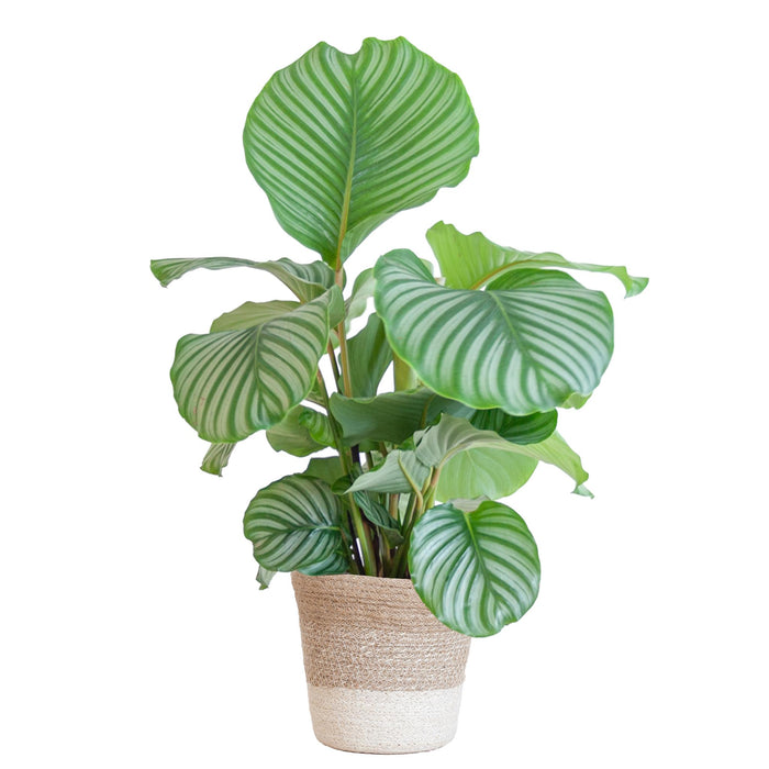 calathea-orbifolia-met-lissabon-mand-wit