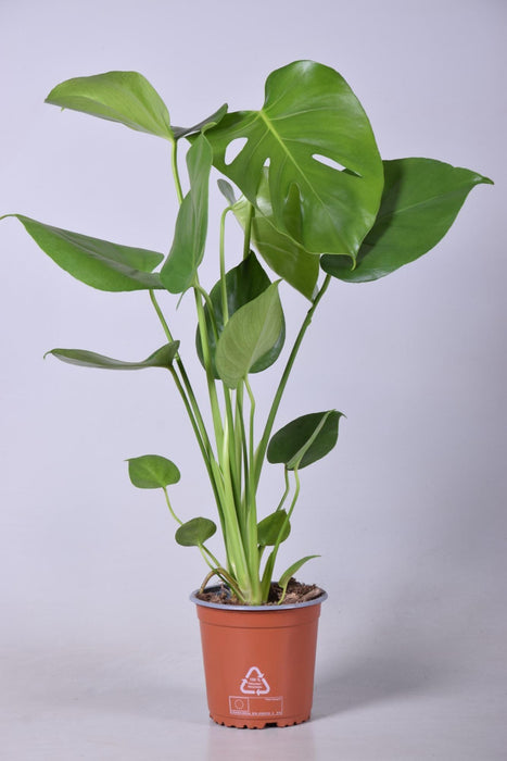 Monstera Deliciosa - ↕55cm - Ø14cm