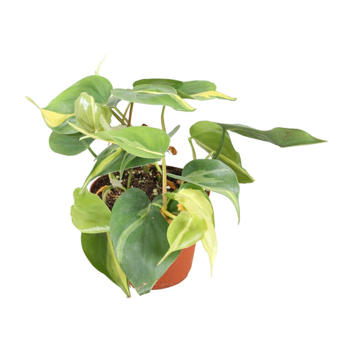 philodendron-brasil-o13cm-↕20cm