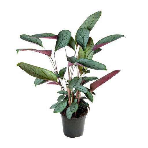 ctenanthe-setosa-o17cm-↕60cm