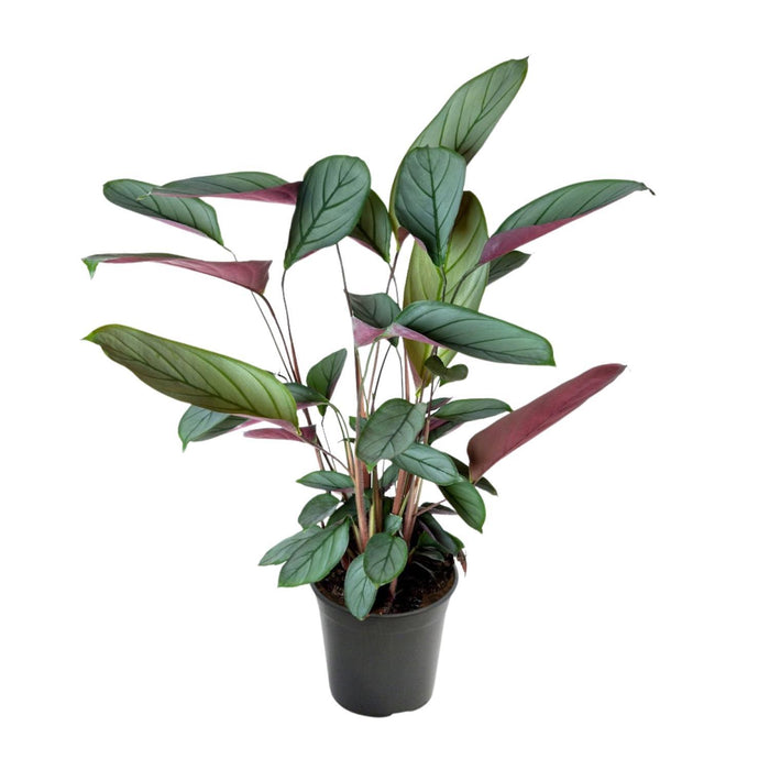 ctenanthe-setosa-o17cm-↕60cm