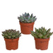 echeveria-mix-10-5-cm-3x-zonder-pot