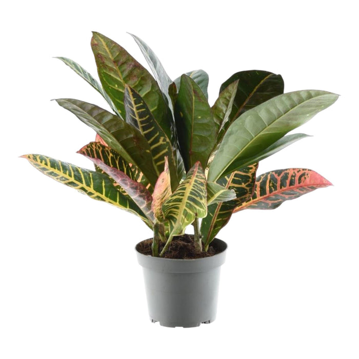 codiaeum-variegatum-petra-30-cm-o12