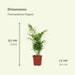 2x-chamaedorea-elegans-mexicaanse-bergpalm-55cm-o17