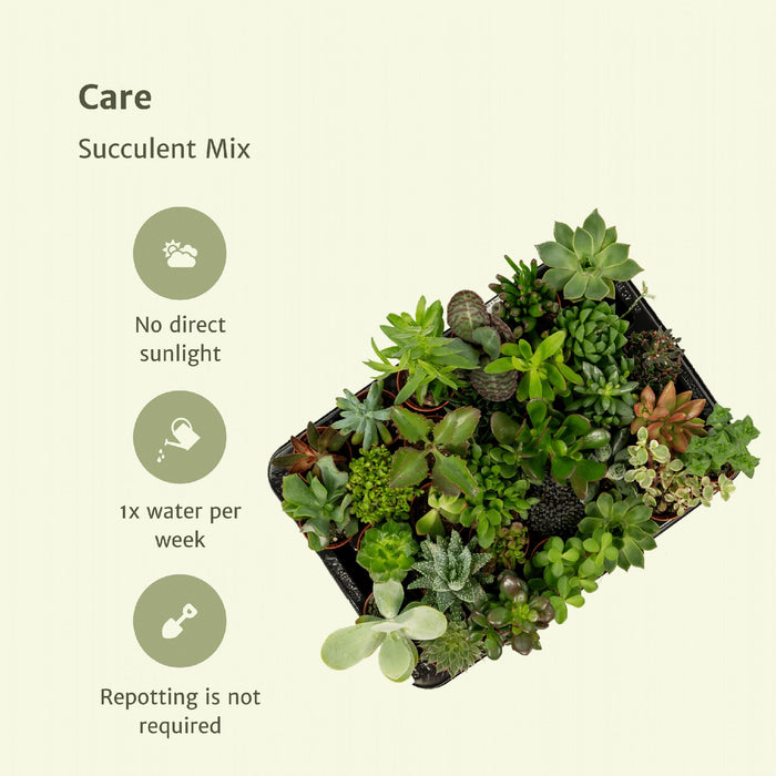 succulenten-mix-20-stuks-7-cm-o5-5