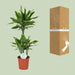 dracaena-golden-coast-o21cm-↕90cm