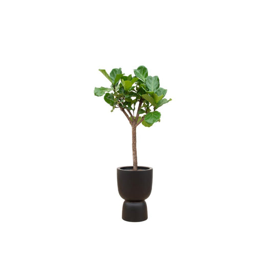 combi-deal-ficus-lyrata-boom-inclusief-elho-pure-coupe-zwart-o41-210-cm