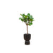 combi-deal-ficus-lyrata-boom-inclusief-elho-pure-coupe-zwart-o41-210-cm