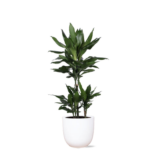 dracaena-janet-lind-o21cm-↕90cm-in-boule-wit-pot