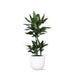 dracaena-janet-lind-o21cm-↕90cm-in-boule-wit-pot