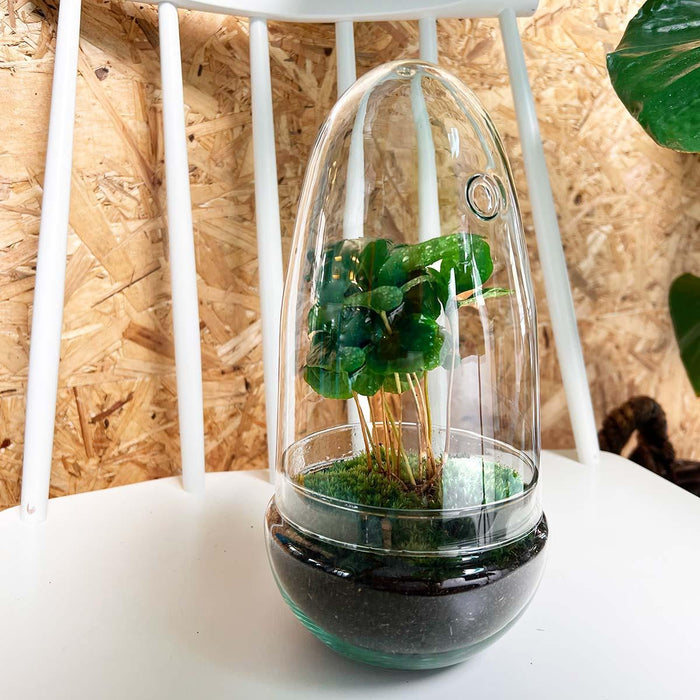 diy-terrarium-egg-coffea-arabica-↕-25-cm