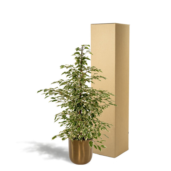 ficus-benjamina-twilight-95cm-o21cm-pot-mayk-gold