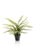 kunstplant-nephrolepis-exaltata-bostonvaren-55-cm