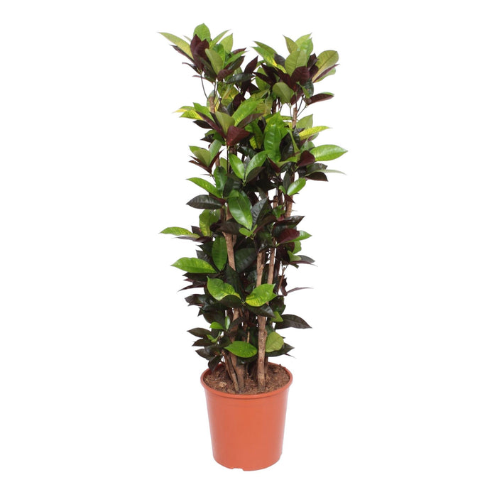 codiaeum-iceton-croton-iceton-140-cm-o30