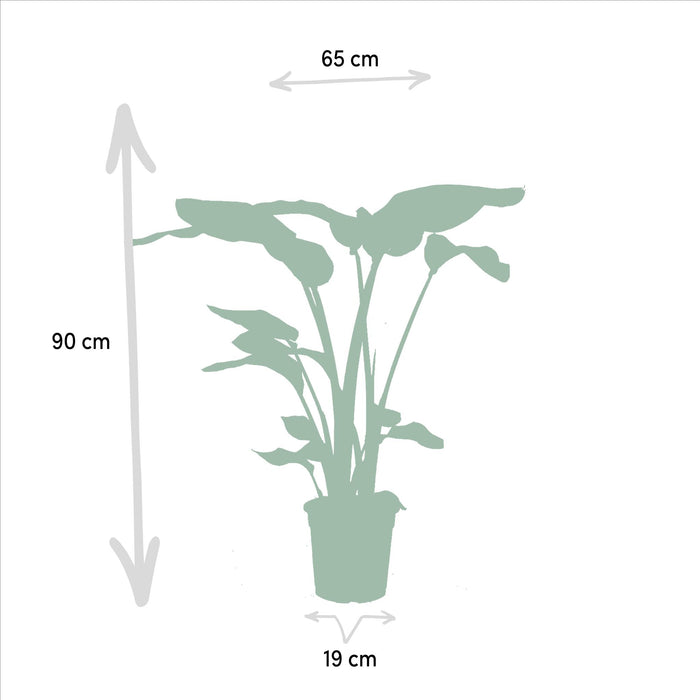 strelitzia-nicolai-85cm-o19cm-alocasia-macrorrhiza-70cm-o19cm