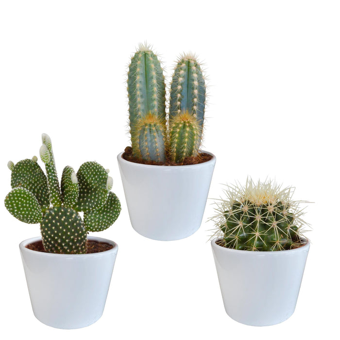 cactus-mix-10-5-cm-3x-in-witte-pot