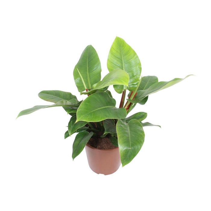 philodendron-imperial-green-o27cm-↕80cm