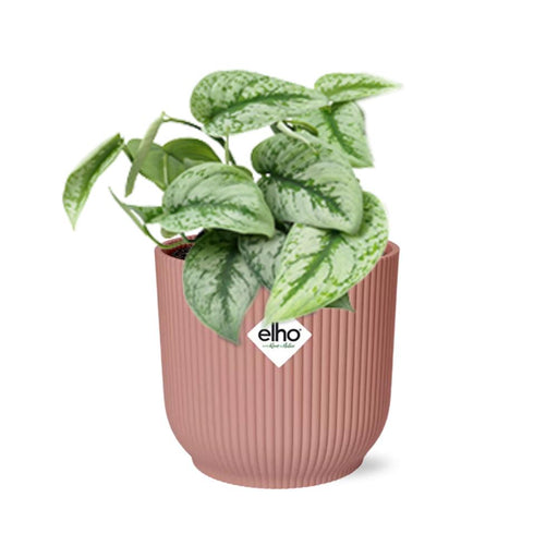 scindapsus-pictus-trebie-in-elho-vibes-fold-14cm-roze