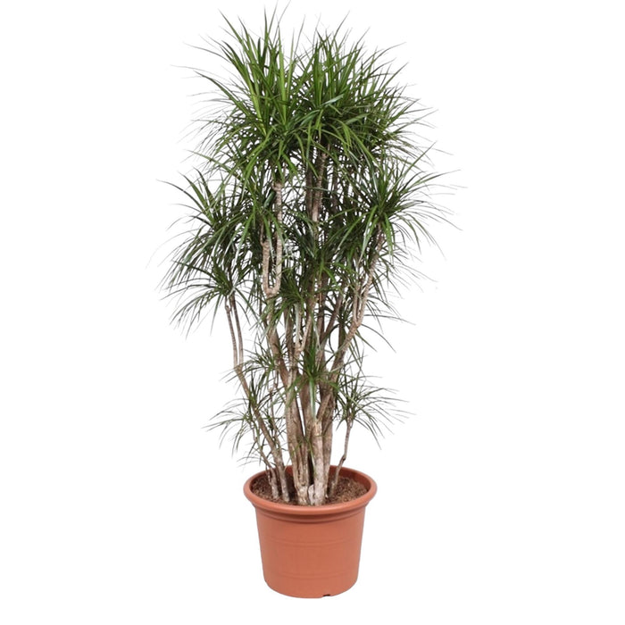 dracaena-marginata-vertakt-210-cm-o50