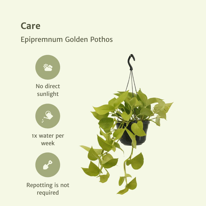 2x-epipremnum-golden-pothos-scindapsus-25cm-o15