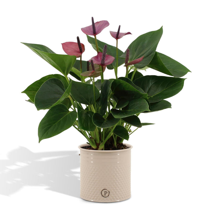 anthurium-andreanum-baby-purple-incl-pure-zink-45cm-o12