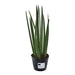 sansevieria-cylindrica-bacularis-mikado-38-cm-o10-5