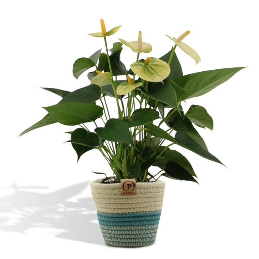 anthurium-andreanum-vanilla-incl-pure-mand-45cm-o12