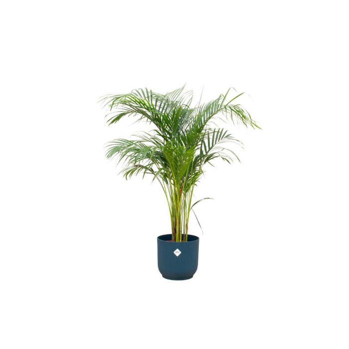 combi-deal-areca-palm-inclusief-elho-vibes-fold-round-blauw-o30-140-cm