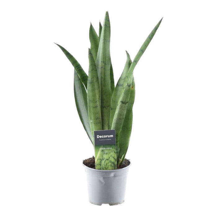 sansevieria-spearmint-45-cm-o12