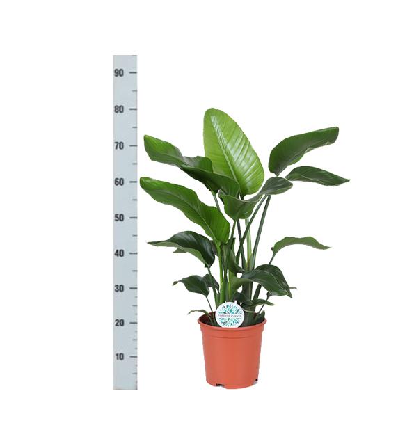 strelitzia-nicolai-o21cm-↕80cm-in-vibes-wit-pot