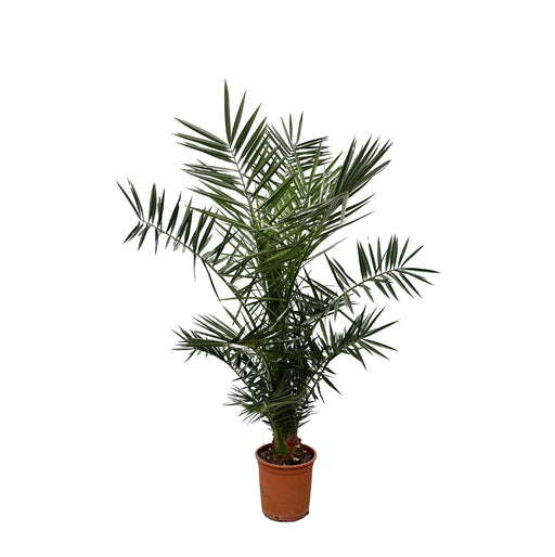 phoenix-canariensis-130cm-o20