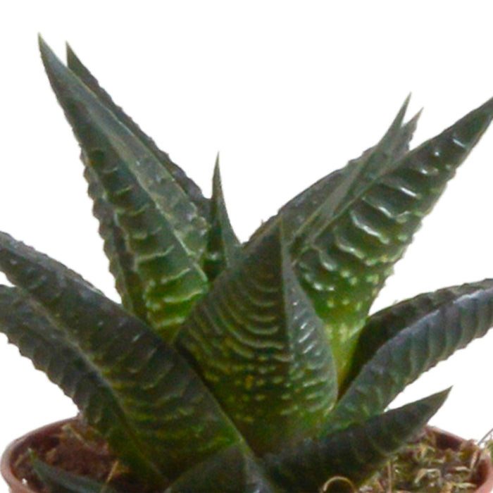 gasteria-haworthia-mix-5-5cm-5x-in-witte-pot