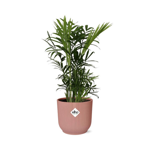 chamaedorea-elegans-in-elho-vibes-fold-14cm-roze