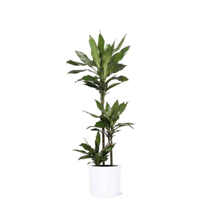 dracaena-janet-lind-o24cm-↕120cm-in-era-wit-pot