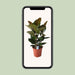 ficus-elastica-robusta-o27cm-↕80cm