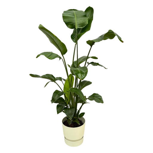 strelitzia-nicolai-inclusief-elho-greenville-round-wit-160cm-o30