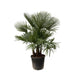 trachycarpus-multi-stam-200cm-o45