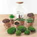 diy-terrarium-bolder-bob-↕-30-cm-normal