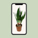 sansevieria-zeylanica-o17cm-↕60cm